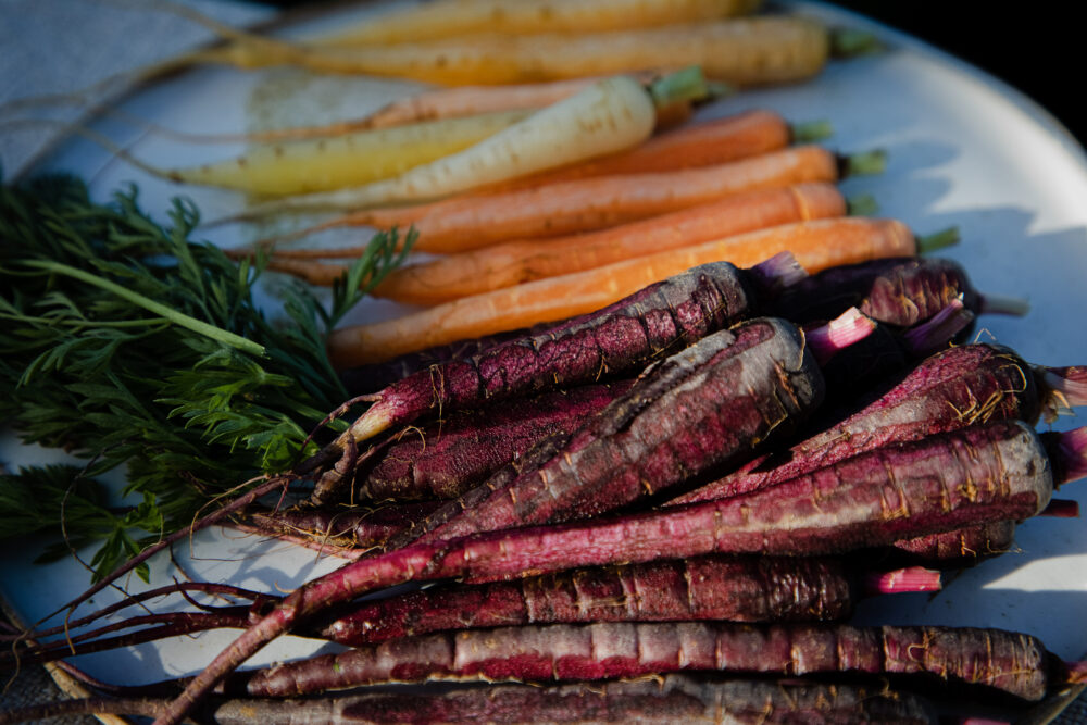 Heirloom Dutch carrots